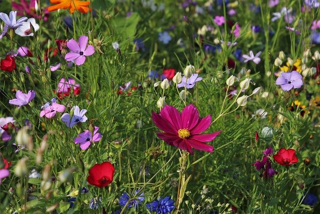 Vibrant wildflower garden with pink, red, purple, and yellow blooms among green foliage