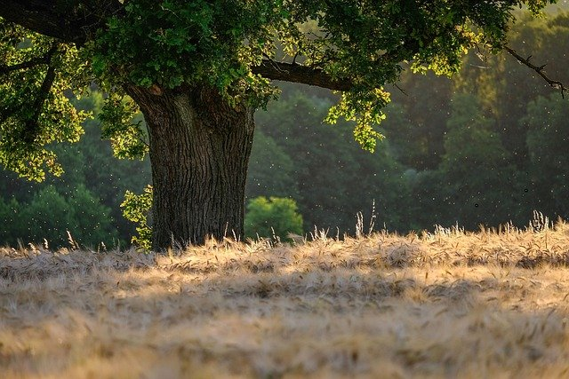 Large oak tree with dense green foliage in sunlit meadow with dry grass