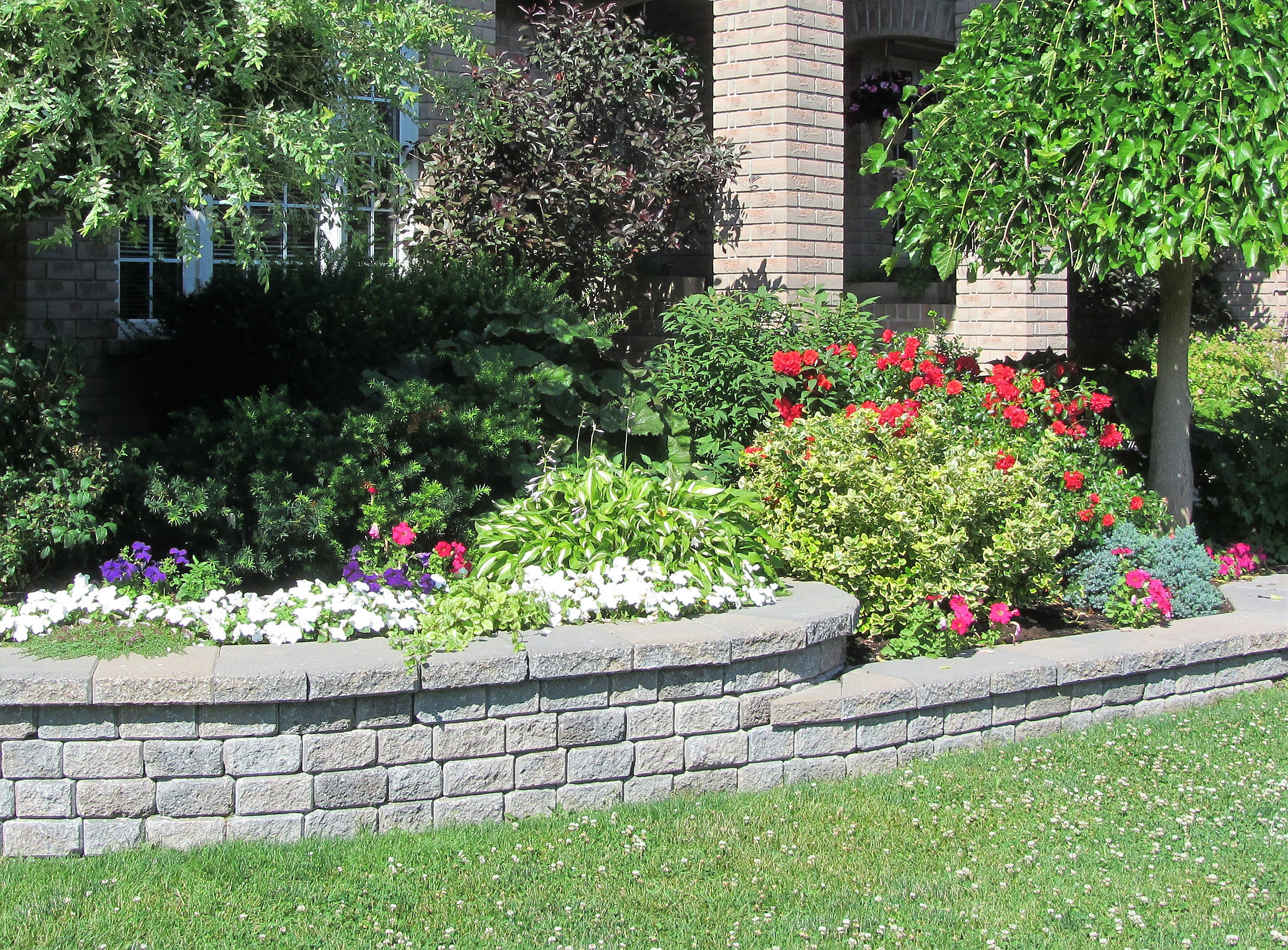 Landscaped garden bed with red roses, white petunias, purple flowers, and blue-gray foliage plants along a stone retaining wall