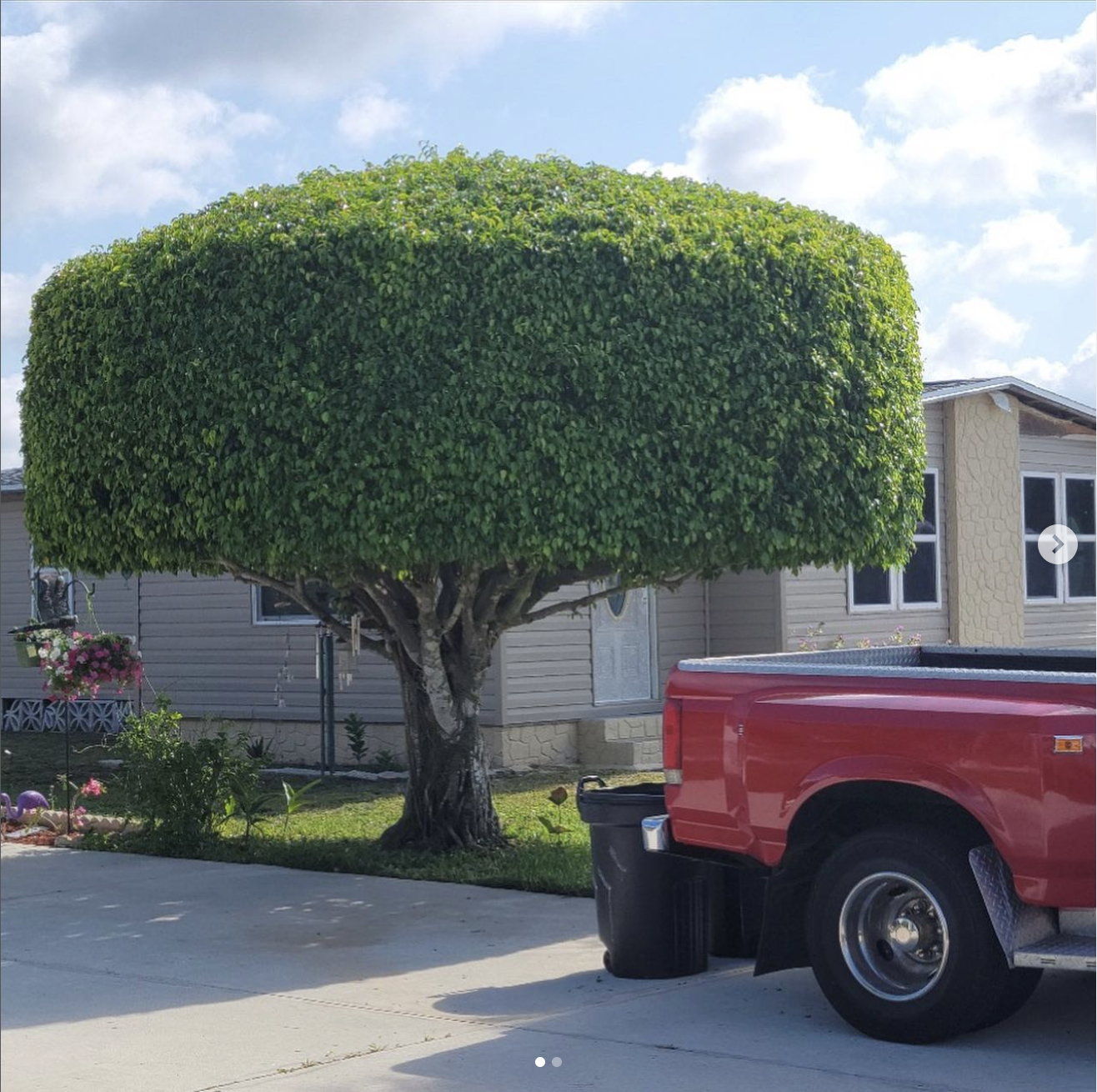 Mature tree with dense green canopy in front yard of mobile home with red truck parked nearby